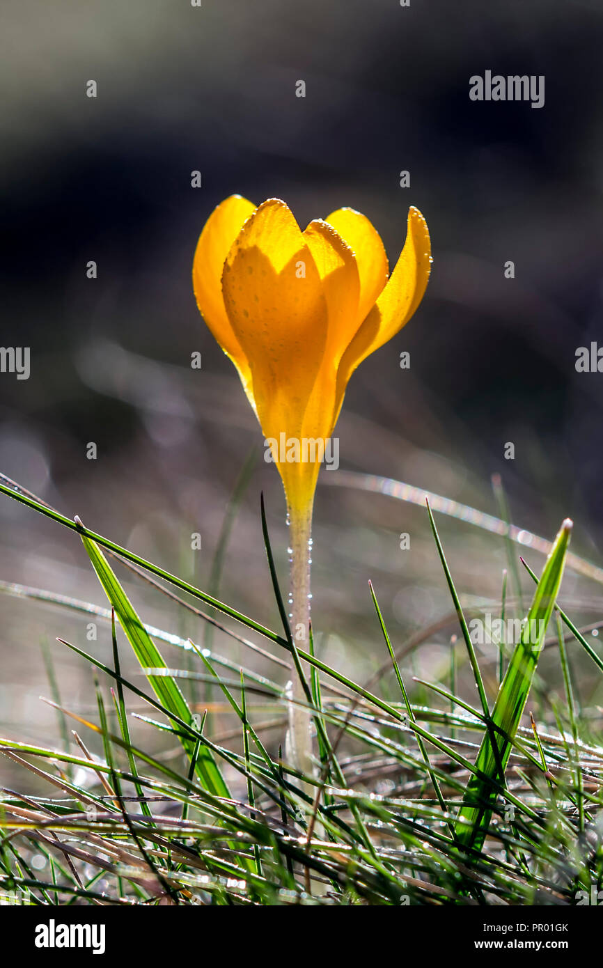 Crocus (Englisch Plural: krokusse oder croci) ist eine Gattung von Blütenpflanzen der Iris Familie. Schöne gelbe Blume auf Gras Stockfoto