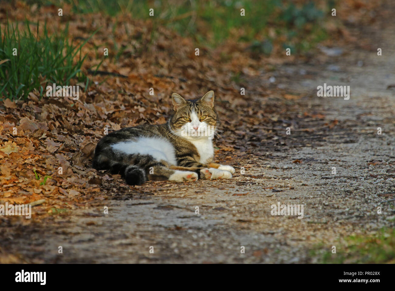 cheshire katze stockfotos und bilder kaufen alamy