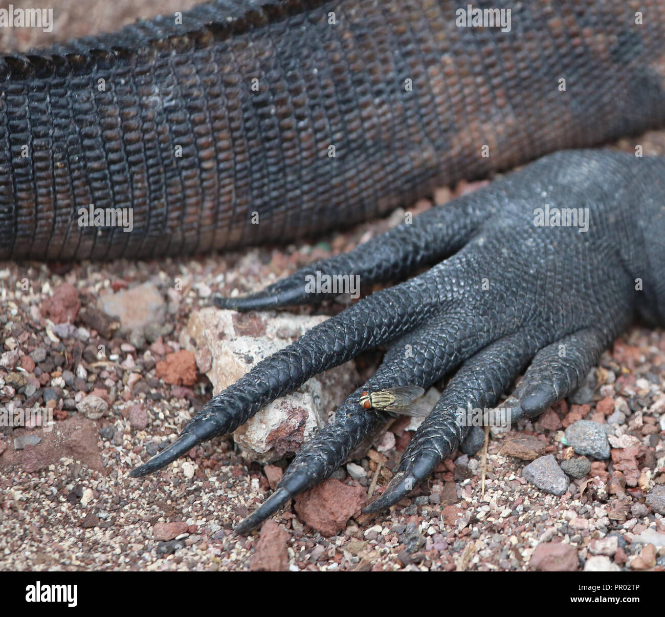 Detail der Hind limb und Schwanz der Marine iguana Stockfoto