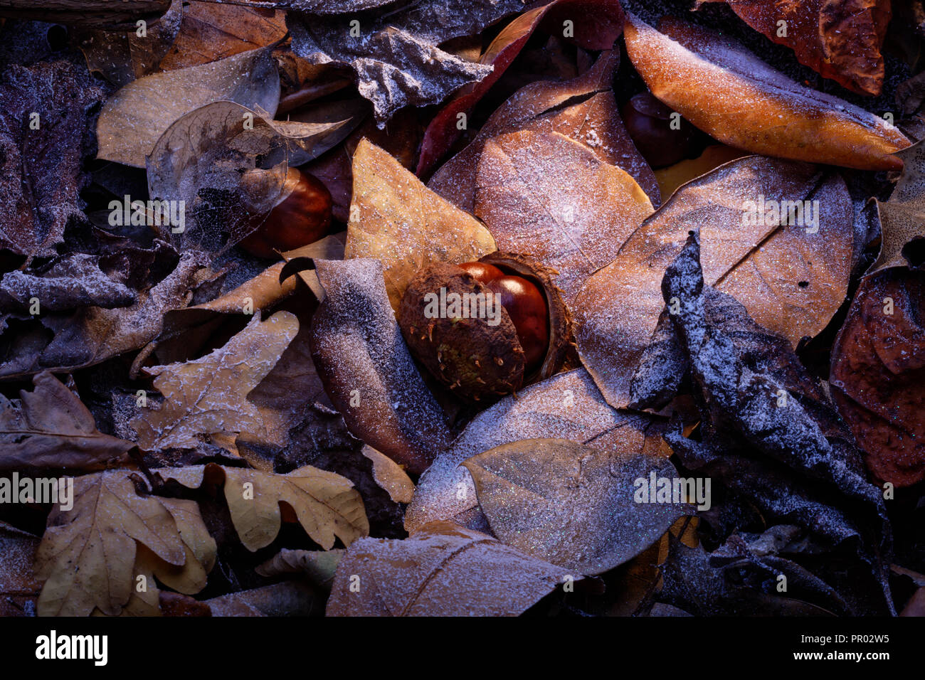 Zwei conkers in Ihrer Shell unter einigen Laub. Stockfoto