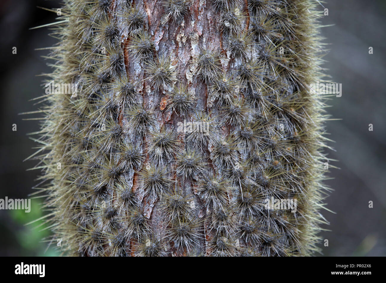 Detail der Stacheln im Cactus mit weichem Licht auf Seiten Stockfoto