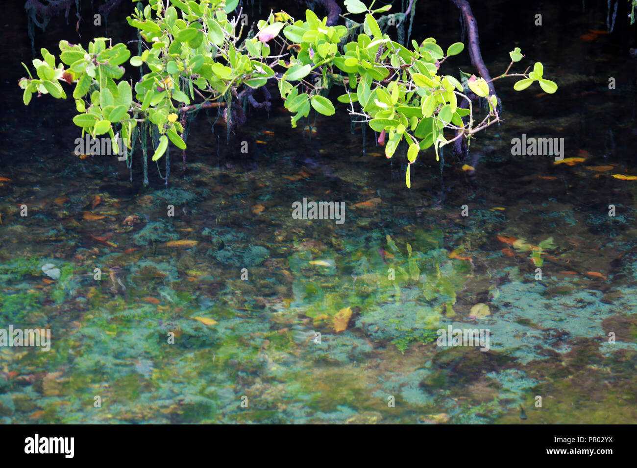 Mangrove Zweig hängend über flache Wasser mit schwimmenden Blätter Stockfoto