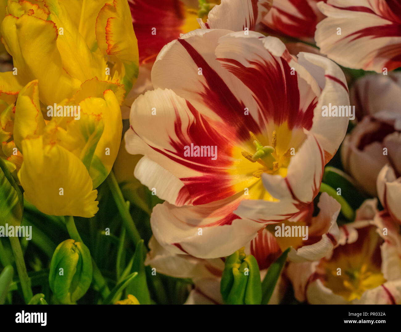 Weiße und rote Tulpe mit bunten Tulpen Hintergrund öffnen Stockfoto