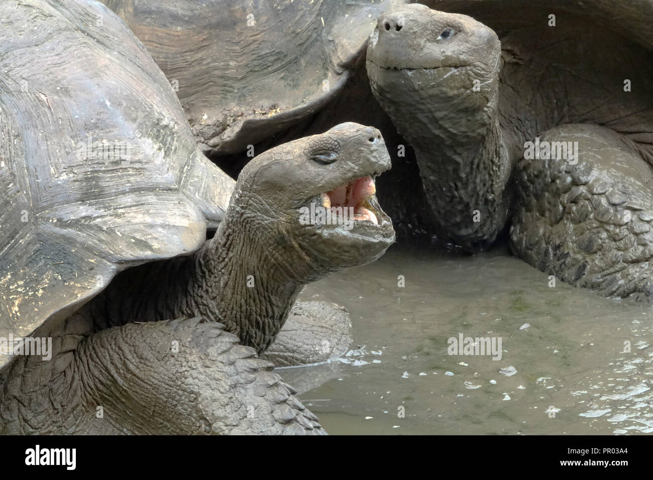 Nahaufnahme von zwei Riesenschildkröten in schlammigen Teich, eines mit offenem Mund Stockfoto