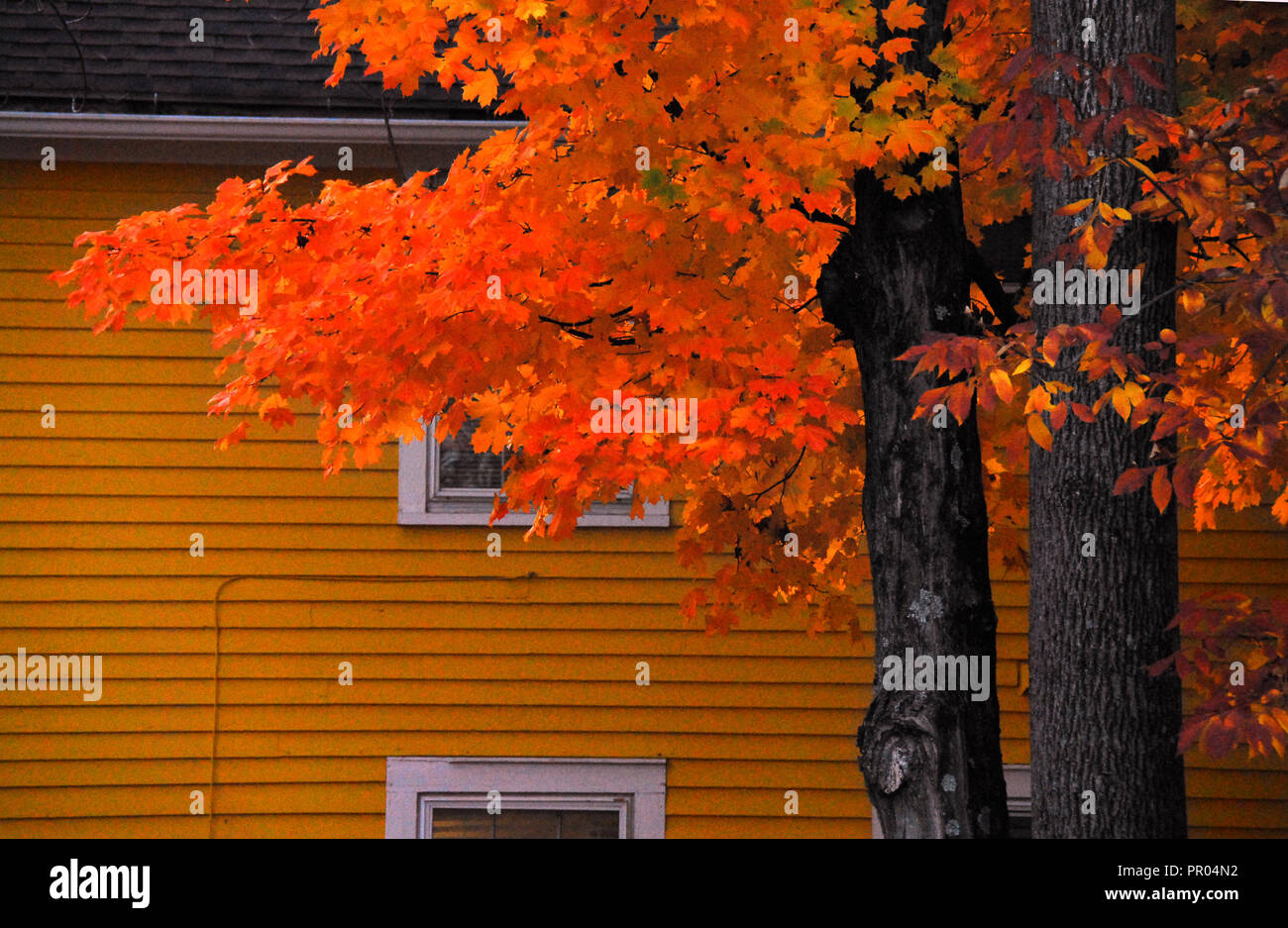Die orange leuchtenden Farben des Herbstes in und zu gratulieren, ähnliches Haus Farben in Connecticut. Stockfoto