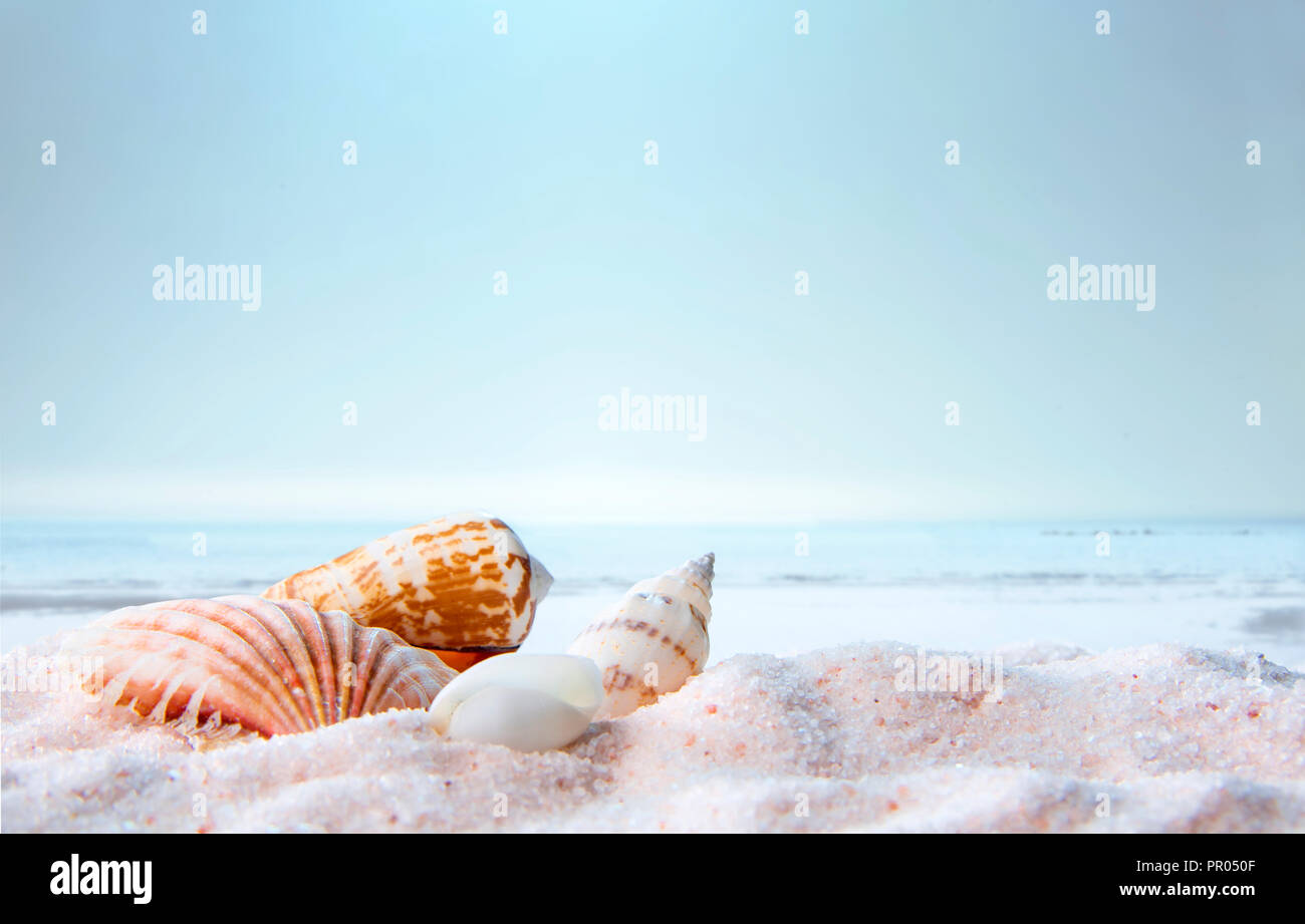 Muscheln auf dem rosa Sand mit dem Meer im Hintergrund Stockfoto