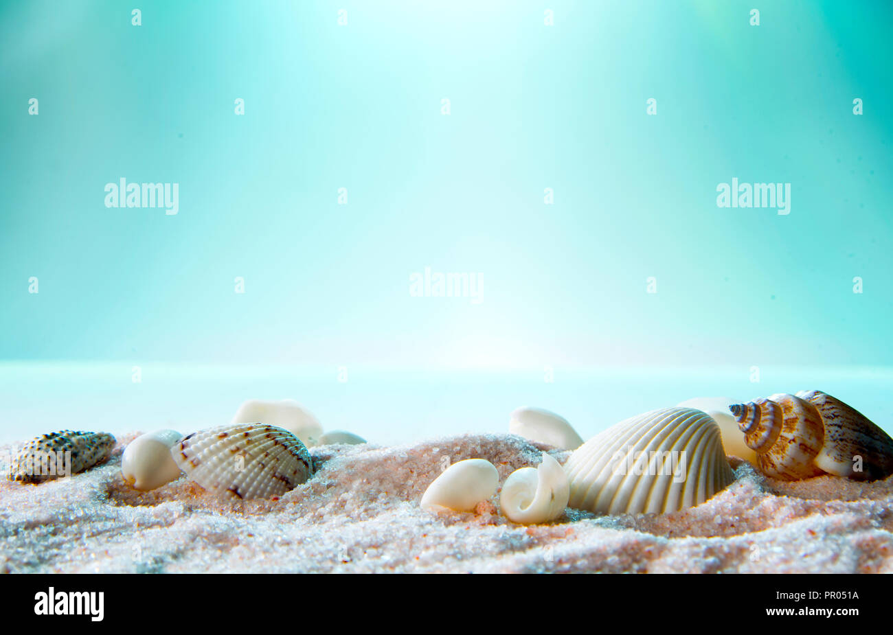 Muscheln auf dem rosa Sand mit dem Meer im Hintergrund Stockfoto