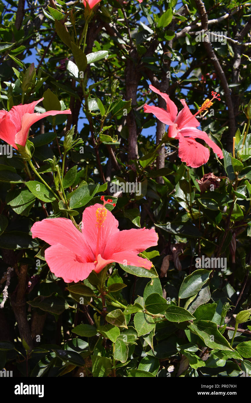 Bluhen Hibiskus Blume Stockfoto Bild 220667541 Alamy