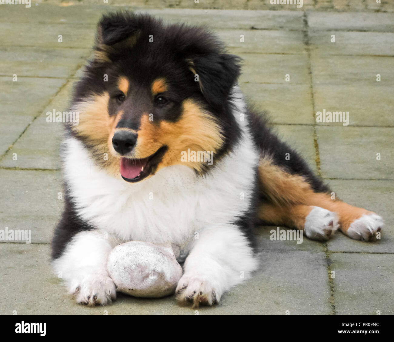 Mit Blick auf eine Schottische (oder Scotch, Rau) Collie Welpen. Die Scotch Collie ist eine landsorte Hunderasse, die aus dem schottischen Hochland stammen Stockfoto