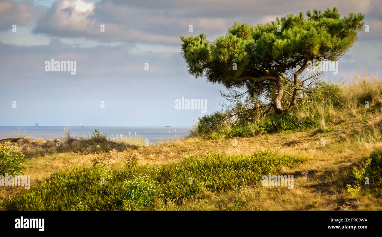 Auf der Suche nach einem Baum und auf dem Wattenmeer aus der friesischen Insel Vlieland bei Sonnenuntergang in einer Sommernacht. Stockfoto