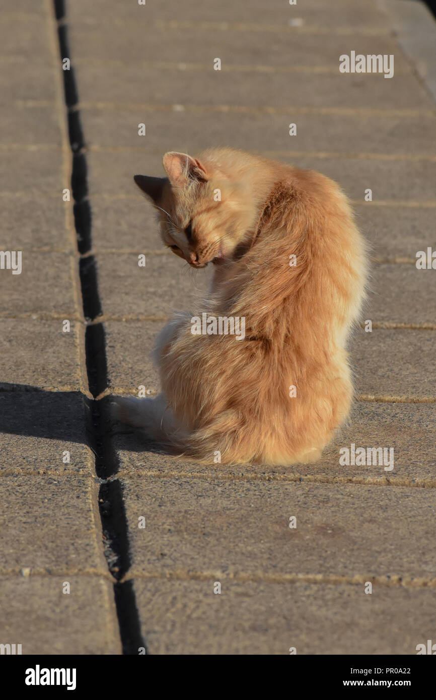 Ginger cat auf dem Bürgersteig Stockfoto