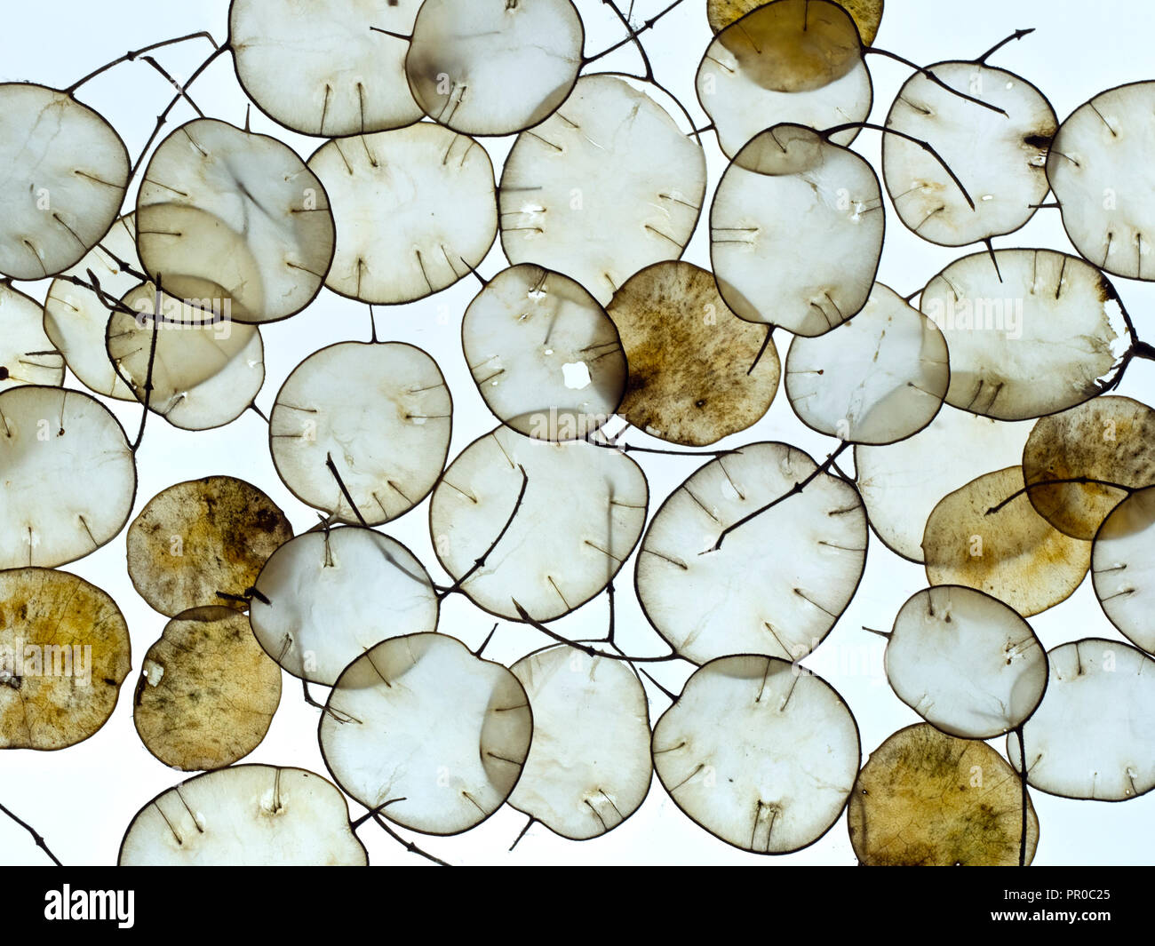 Jährliche Ehrlichkeit Lunaria annua Samenköpfe Stockfoto