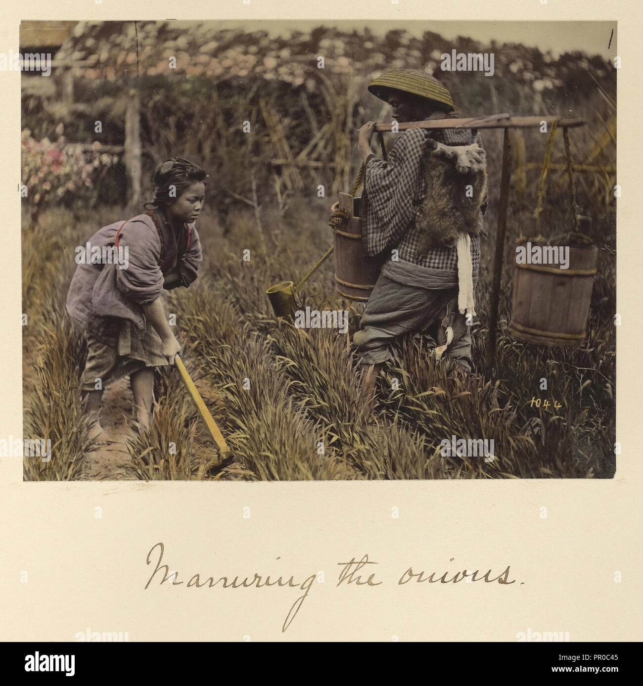 Düngung die Zwiebeln; Shinichi Suzuki, Japanisch, 1835 - 1919, Japan; ca. 1873 - 1883; Hand - farbige Eiweiß silber Drucken Stockfoto
