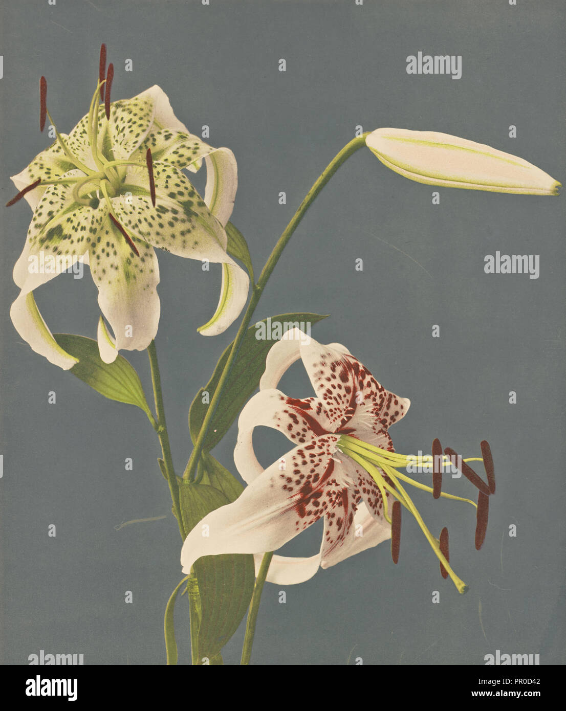 Lilien; Kazumasa Ogawa, Japanisch, 1860-1929, 1897; Hand - farbige Lichtdruck; 27,8 x 23,5 cm, 10 15,16 x 9 1,4 in Stockfoto