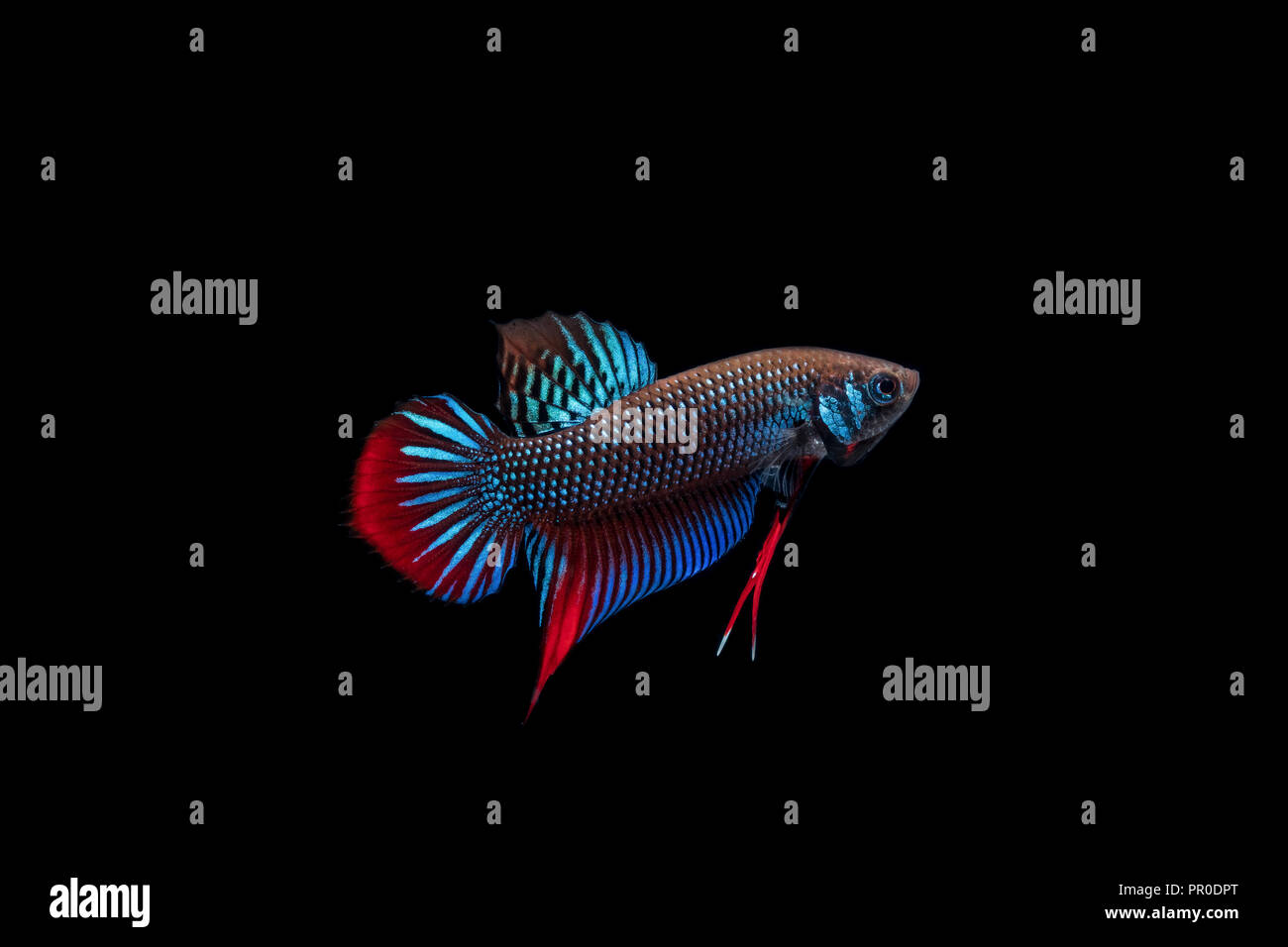 Two betta fish siamese fighting -Fotos und -Bildmaterial in hoher ...