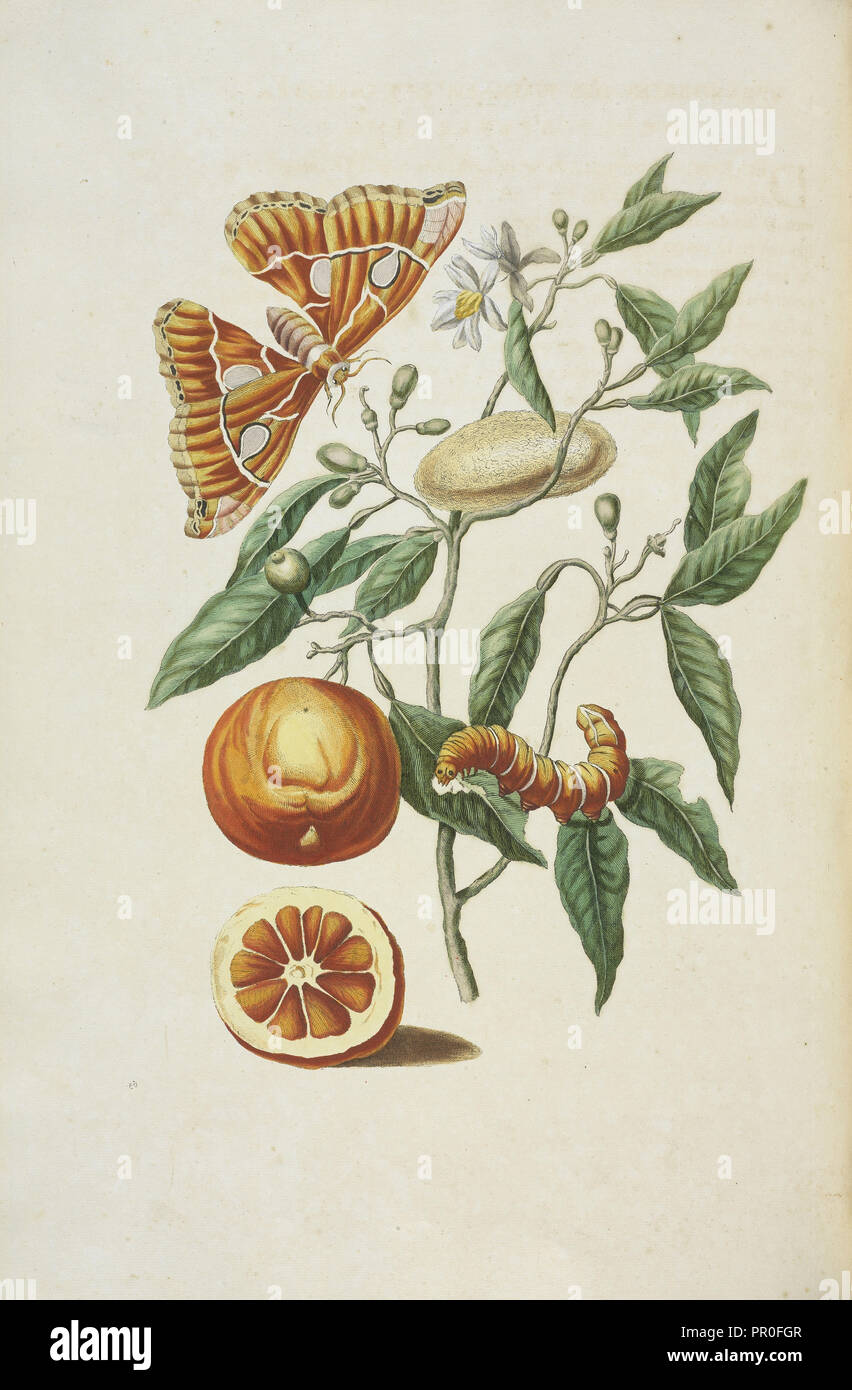 Zweig der Sweet Orange, Citrus sinensis, mit Metamorphose von Rothschildia hesperus Motte, Maria Sybilla Meriaen über de Stockfoto