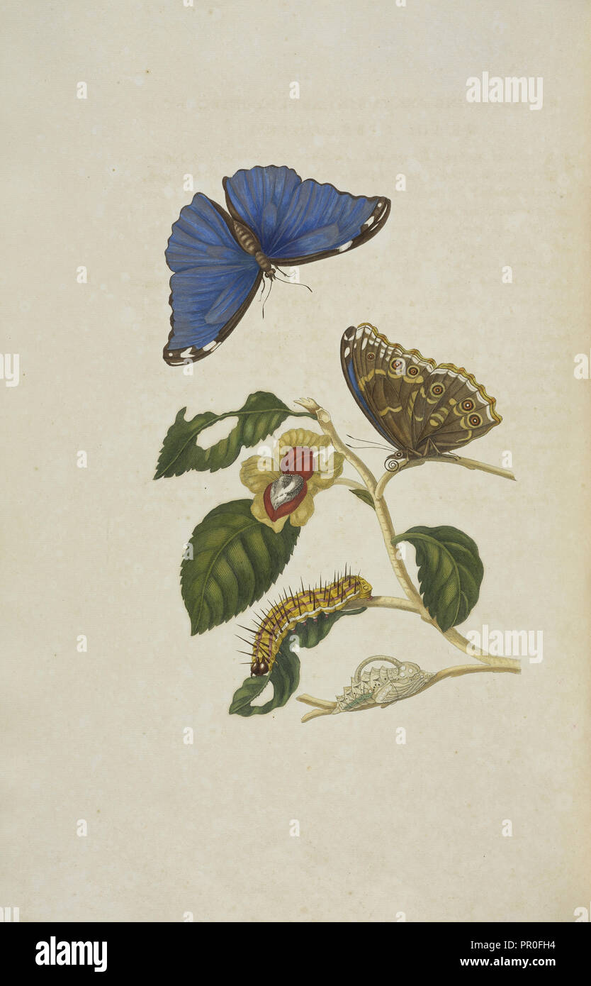 Blaue morpho Butterfly, Morpho menelaus, Larve und Puppe eines nicht identifizierten Arten, Maria Sybilla Meriaen voortteeling Über de Stockfoto