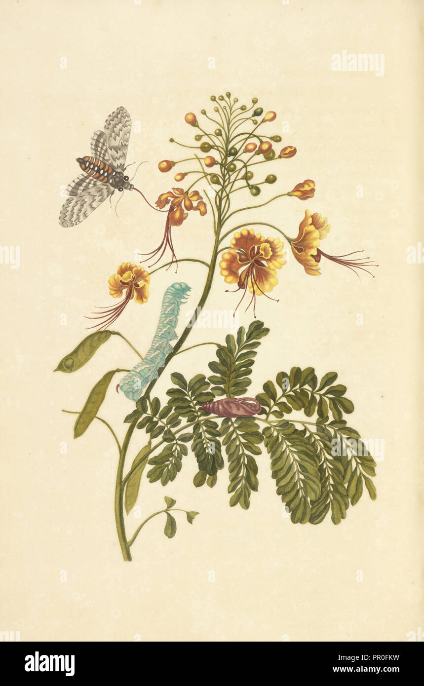 Peacock Blume, Caesalpinia pulcherrima und Metamorphose der Tabak hawk Moth, Manduca sexta, Maria Sybilla Meriaen über de Stockfoto