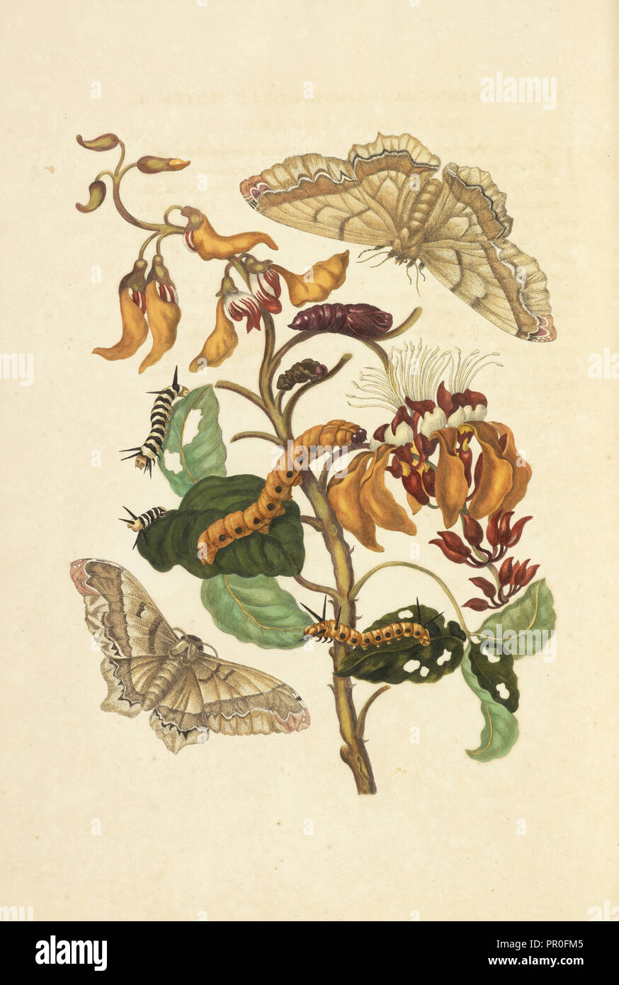 Filiale einer Sumpf Immortelle, Erythrina fusca, mit saturniid Motte Arsenura Armida, und Larven eines unbekannten Arten, Maria Stockfoto