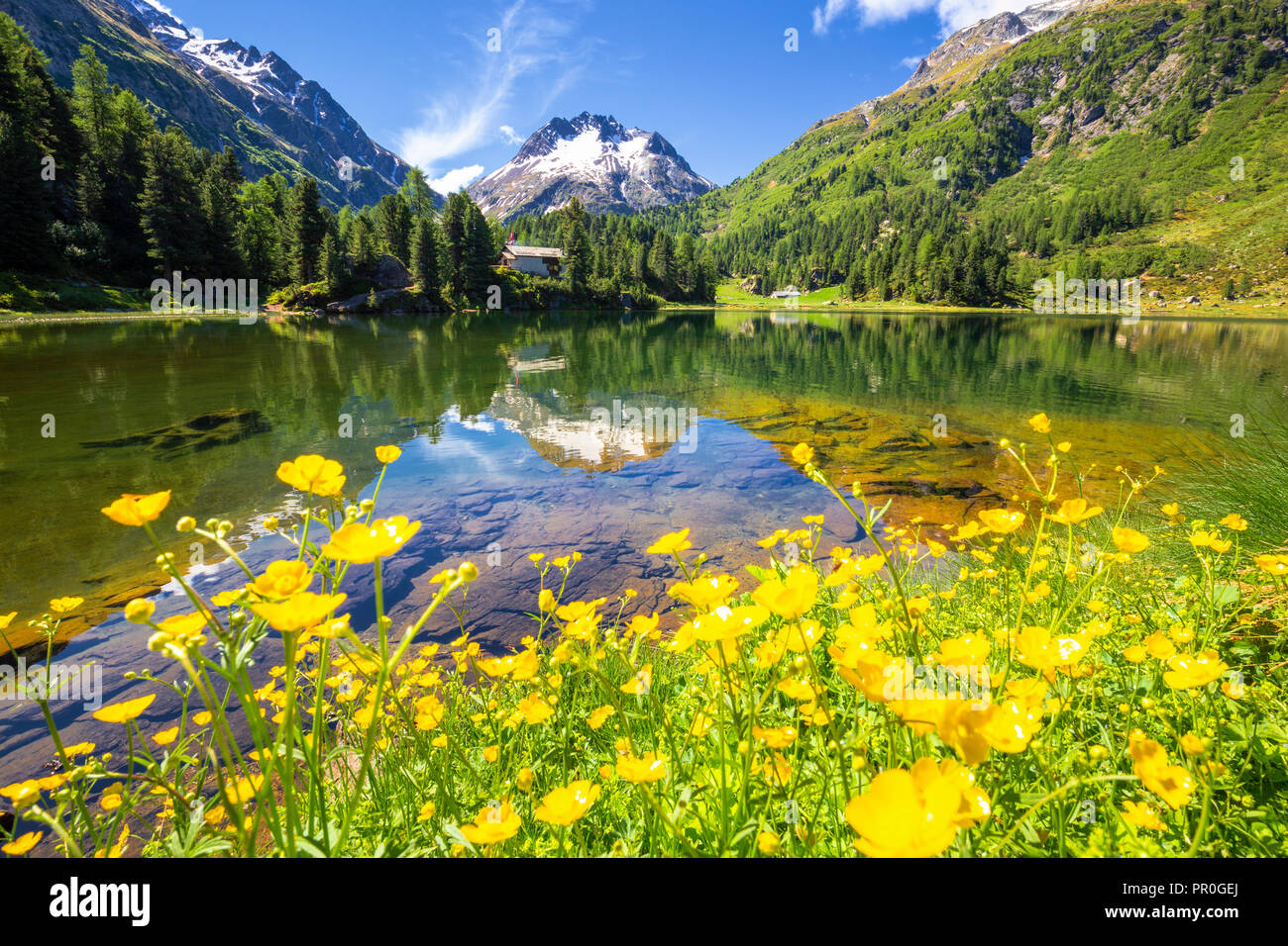 Sommer Blumen am See Cavloc, Forno Tal, Malojapass, Engadin, Graubünden,  Schweiz, Europa Stockfotografie - Alamy