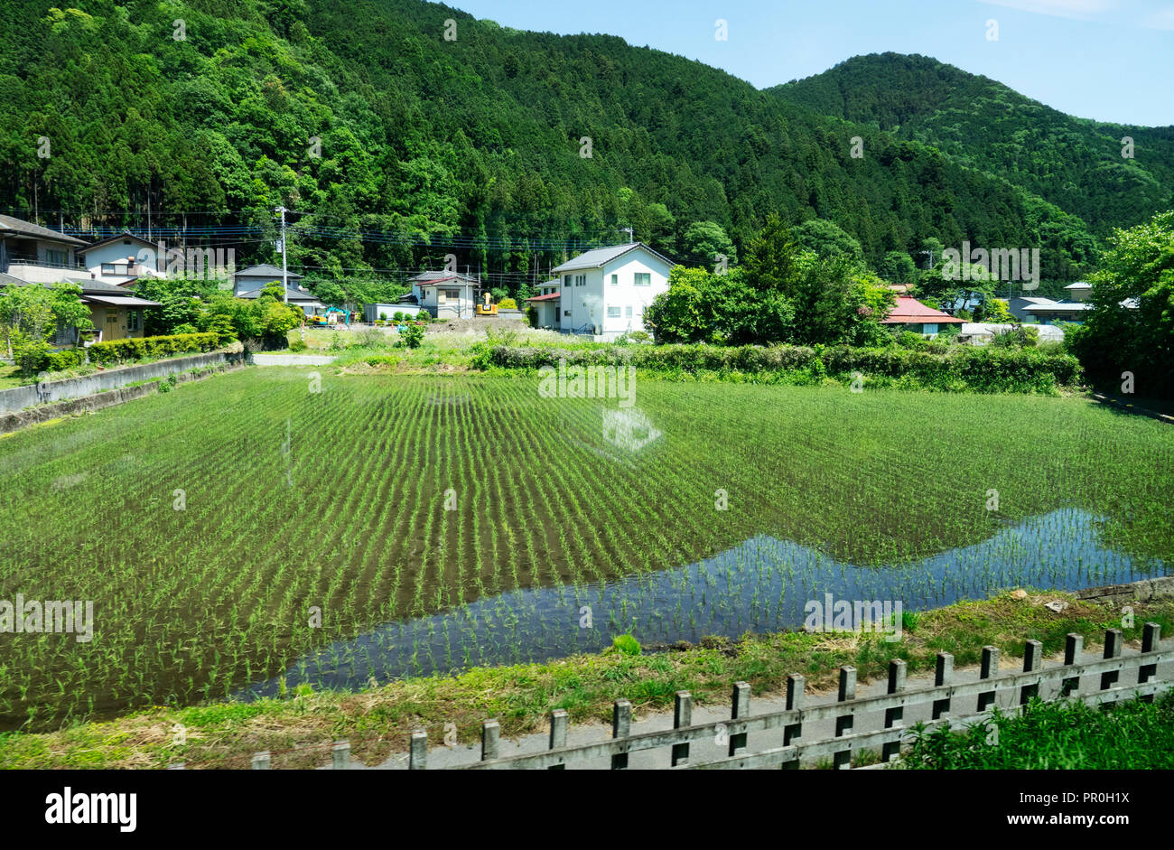 Reisfelder, Japan, Asien Stockfoto