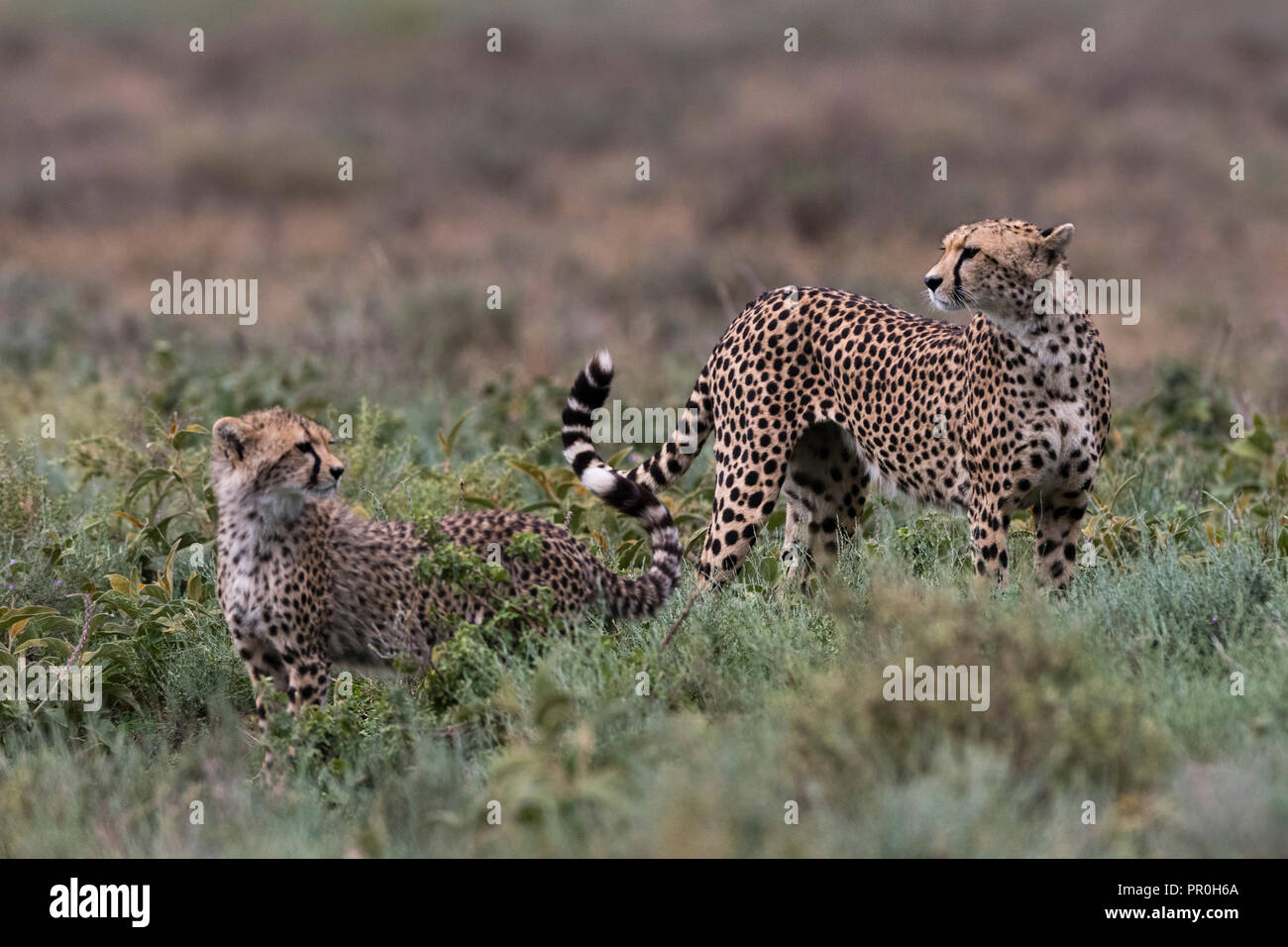 Gepard (Acinonyx jubatus), Ndutu, Ngorongoro Conservation Area, Serengeti, Tansania, Ostafrika, Südafrika Stockfoto