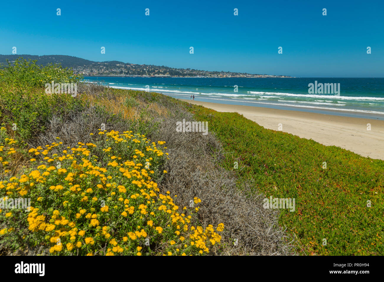 Strand und Flora, Monterey Bay, Halbinsel, Monterey, Pazifischer Ozean, Kalifornien, Vereinigte Staaten von Amerika, Nordamerika Stockfoto
