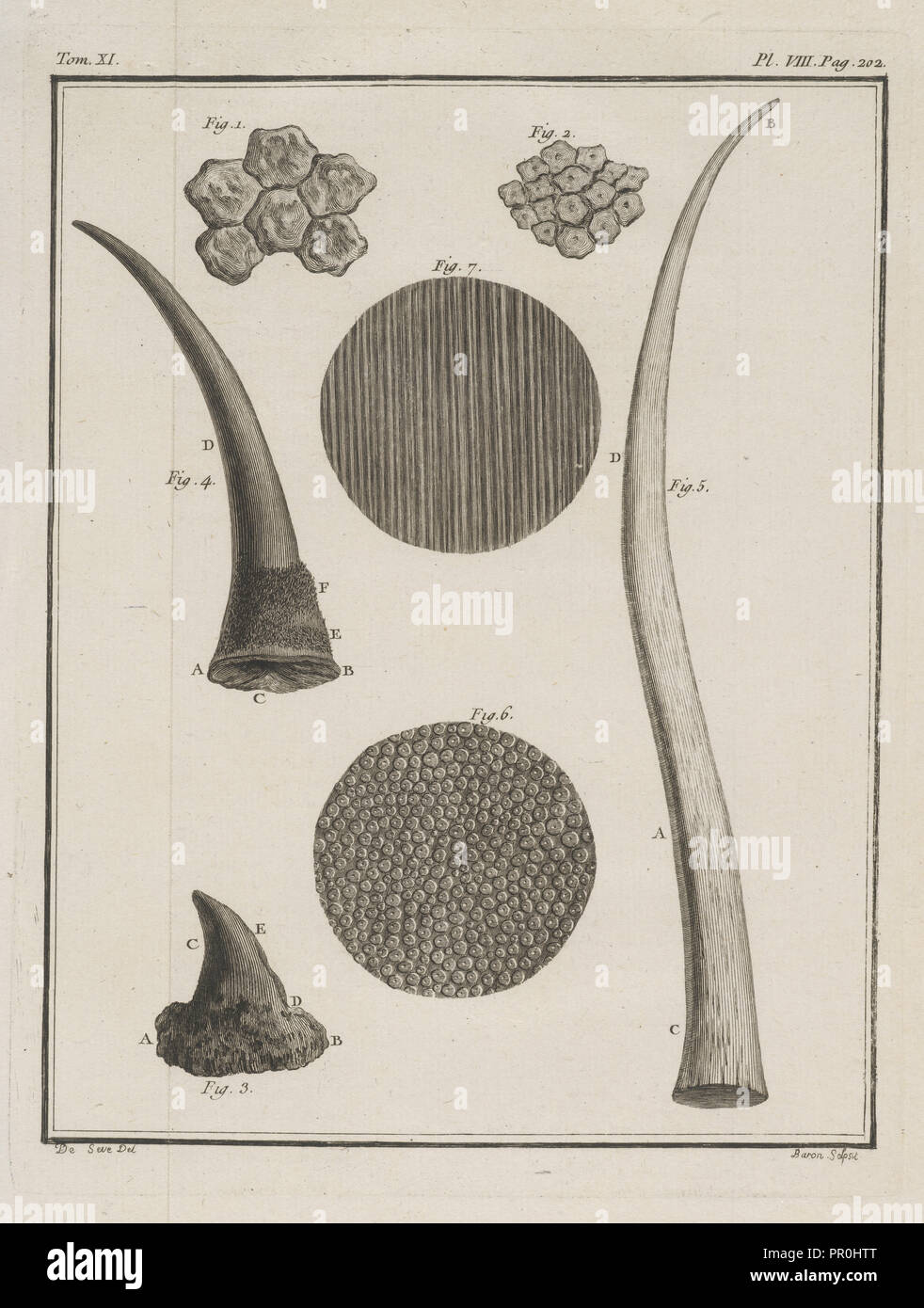 Tom. Xi. Pl. VIII, Histoire Naturelle générale et particulière: Avec la Beschreibung du Cabinet de Roi, Buffon, Georges Louis Stockfoto