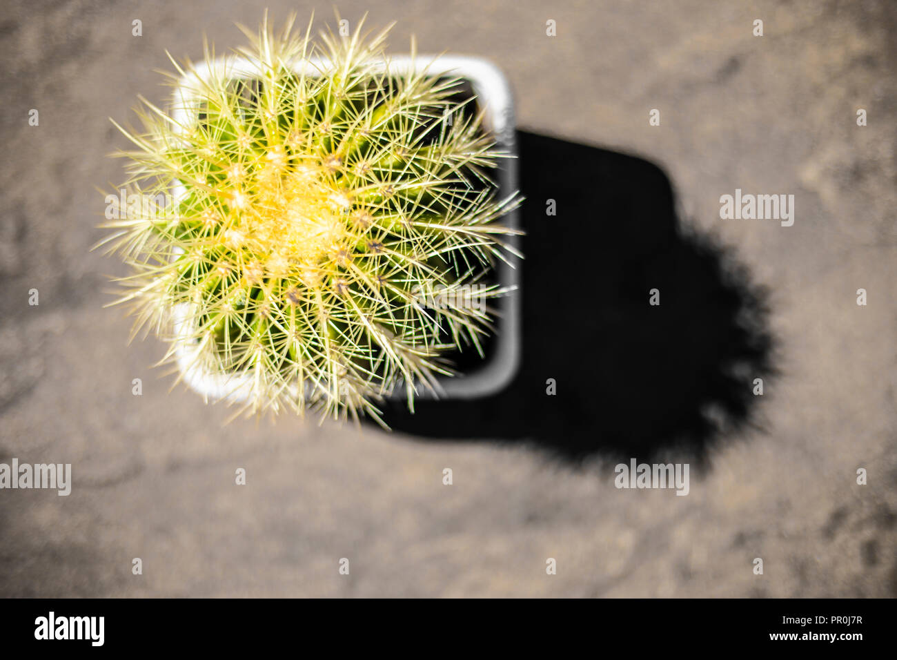 Nahaufnahme von einem Stacheligen Kaktus Pflanze in einem Topf mit weichem Hintergrund. Stockfoto