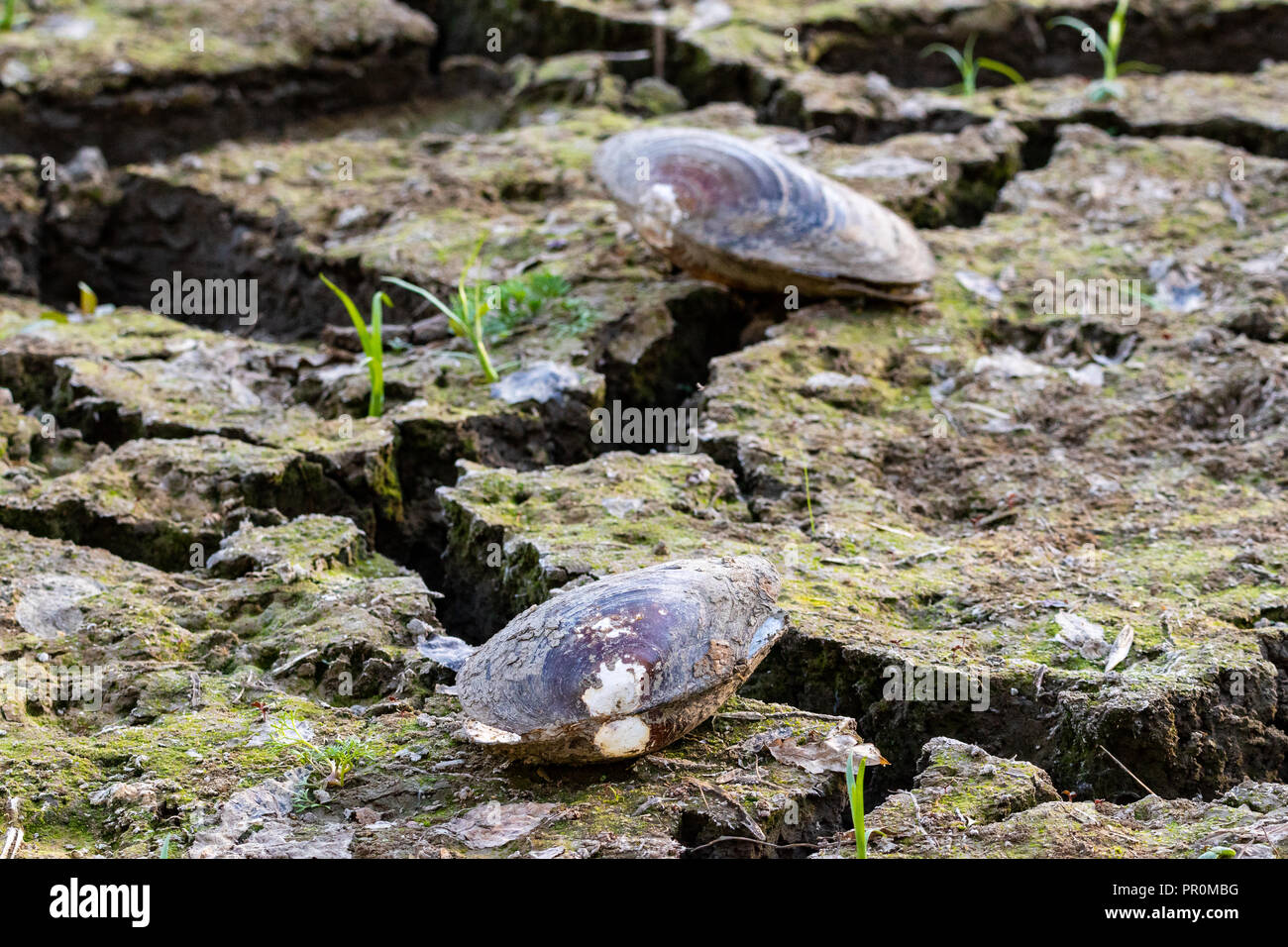 Ausgetrockneter Weiher im Sommer 2018 mit Muschel Stockfoto