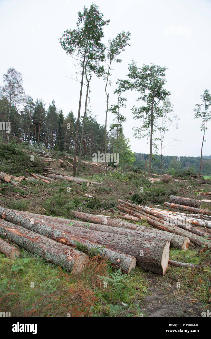 Holz- und Forstwirtschaft Fahrzeug workt im Wald mit der Kahlschlag ein Bereich Stockfoto
