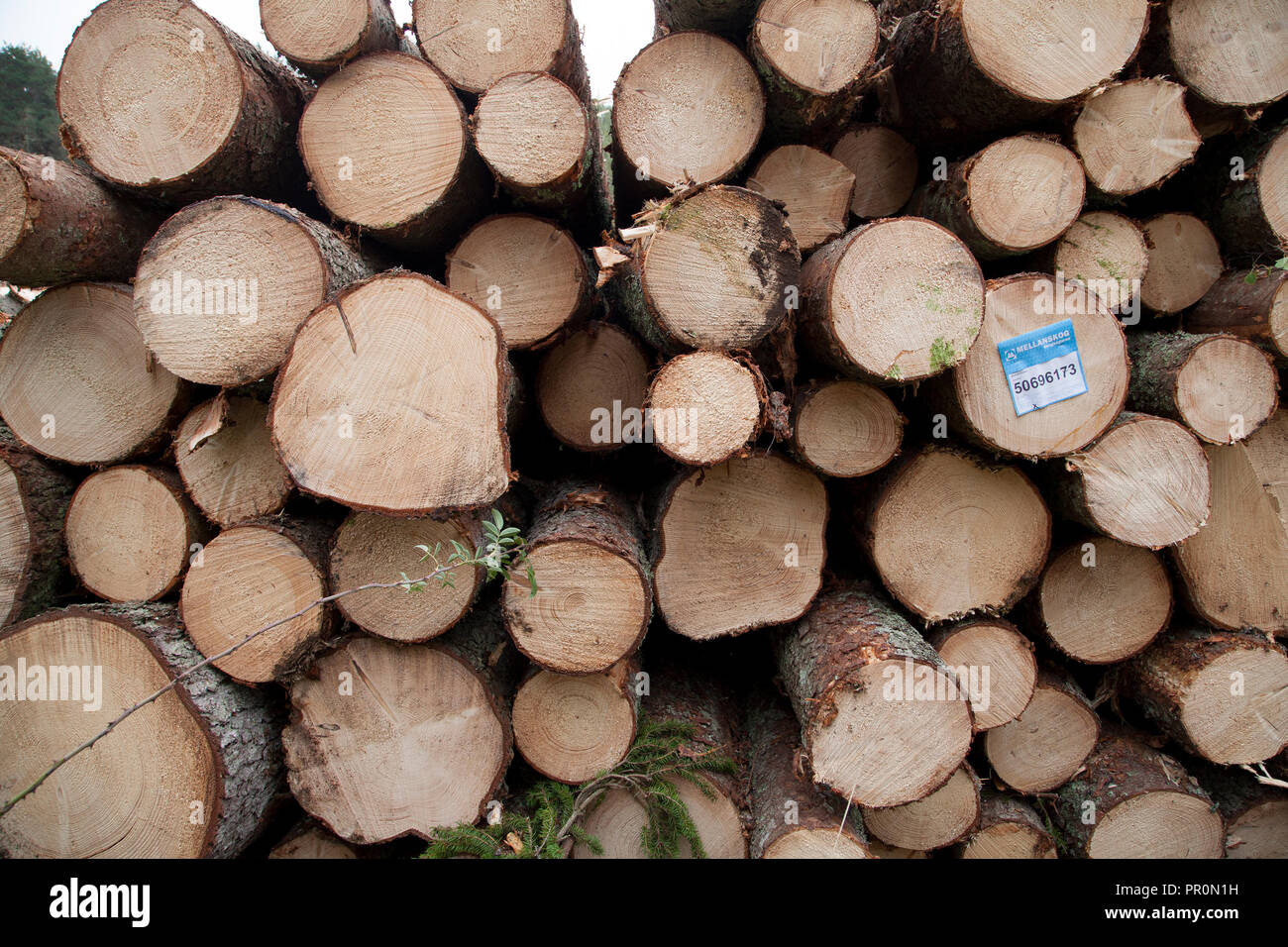 Holz Stapel Stockfoto