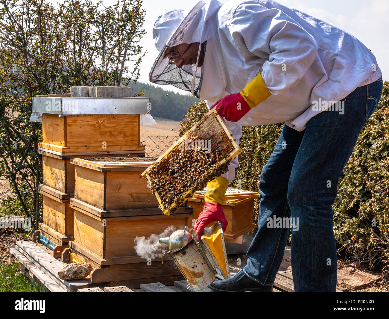 Der Imker hält einen Honig Zelle mit Bienen in seinen Händen. Bienenhaltung. Bienenhaus Stockfoto