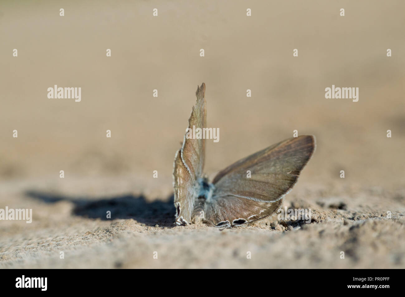 Springspinne Stockfoto