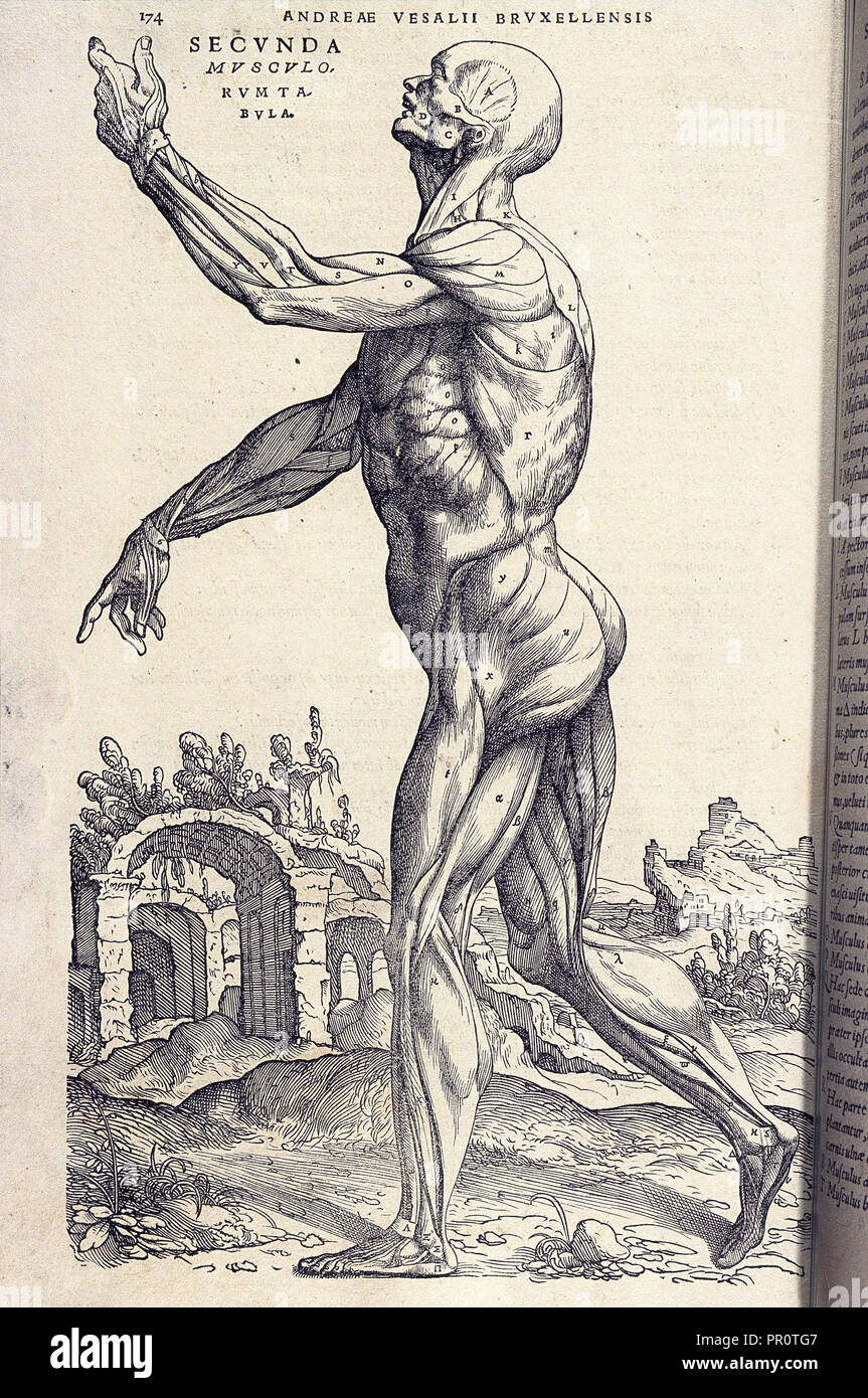 Seite 174, Andreae Vesalii Brvxellensis, "Scholae medicorum Patauinae professoris, De Humani Corporis Fabrica libri septem, Calcar Stockfoto