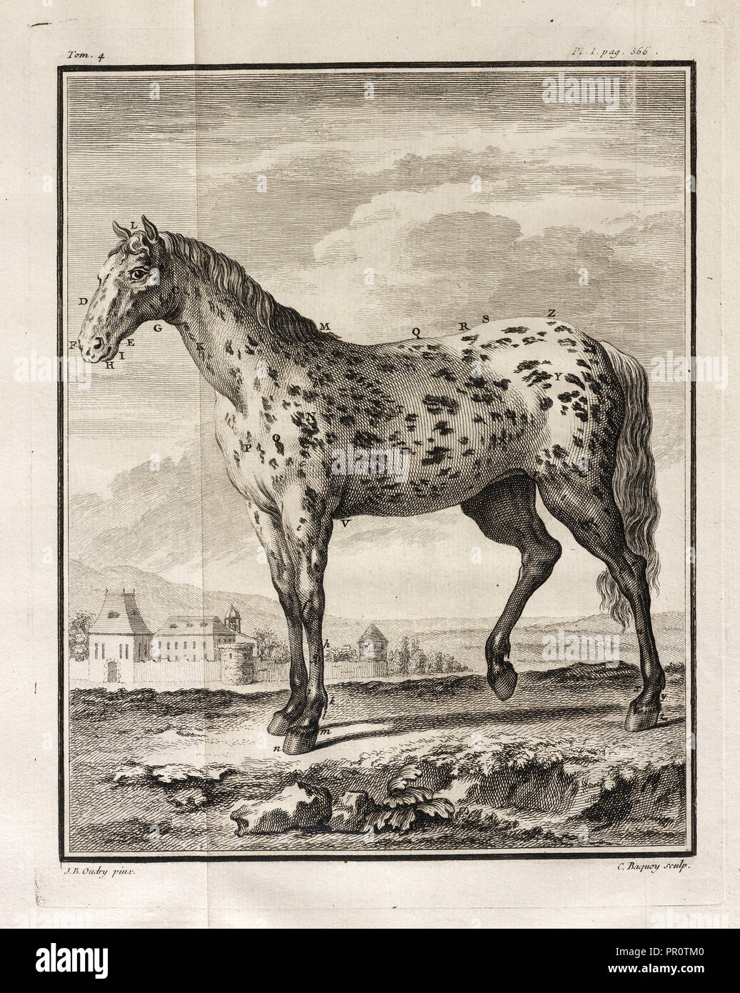 , Histoire Naturelle générale et particulière: Avec la Beschreibung du Cabinet de Roi, Histoire Naturelle, générale Stockfoto