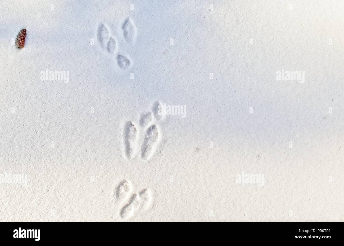 Kaninchen Spuren in den frischen Schnee Stockfotografie - Alamy