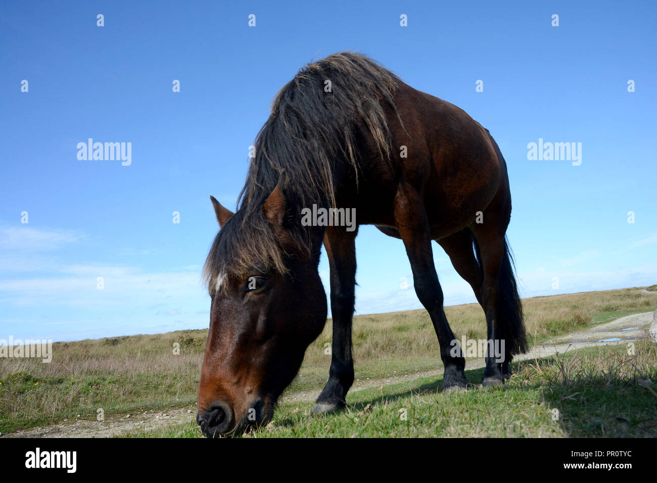 Pferd weiden auf Lundy Island Großbritannien Stockfoto