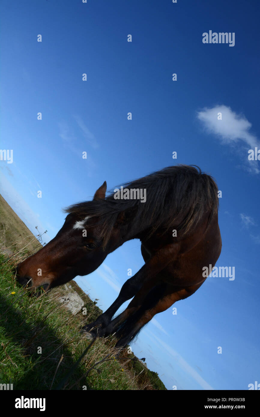 Pferd weiden auf Lundy Island Großbritannien Stockfoto