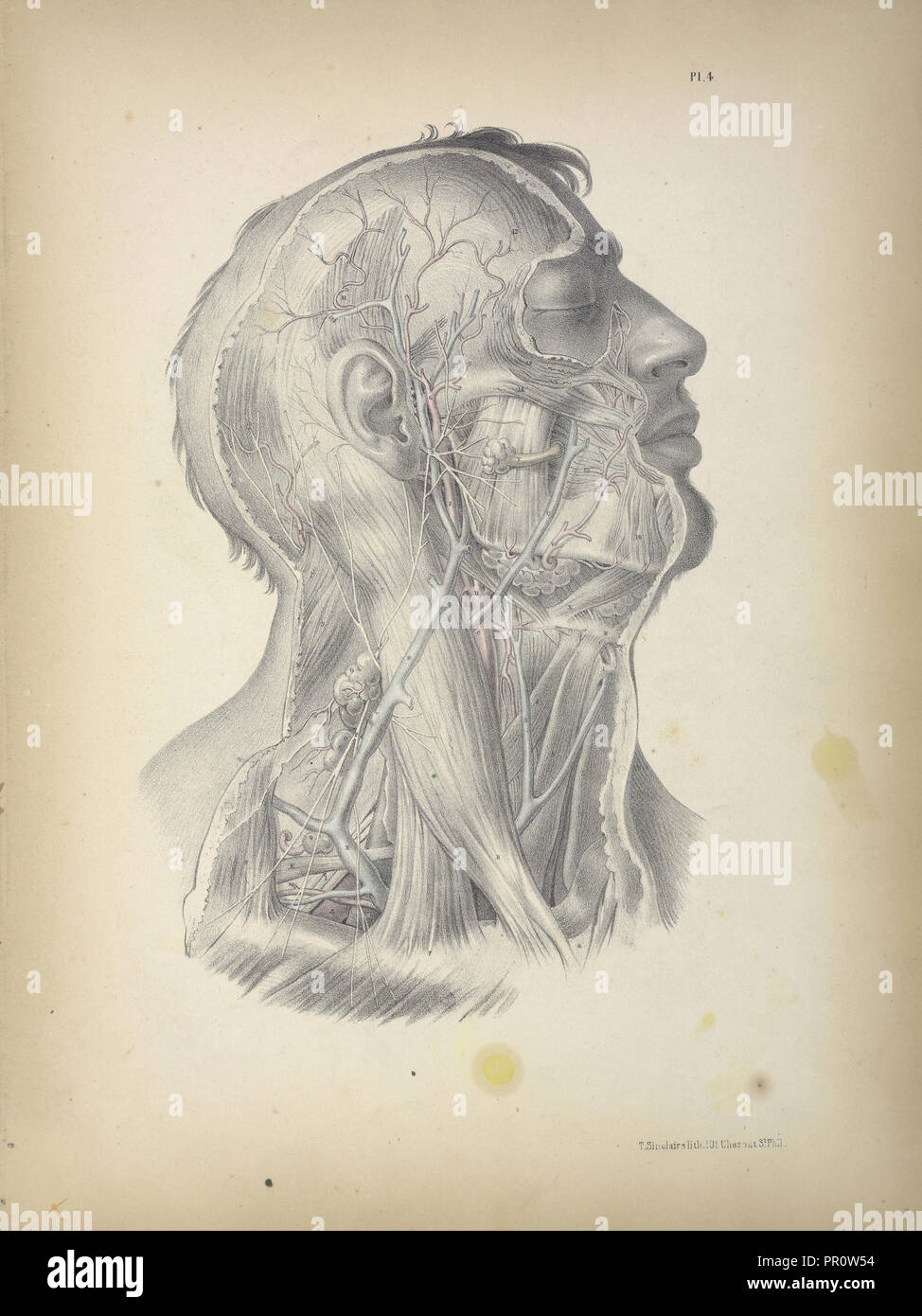 Pl. 4, chirurgische Anatomie, Maclise, Joseph, Lithographie, 1851, farbige Lithographie. Maclise ist der Autor und Illustrator Stockfoto