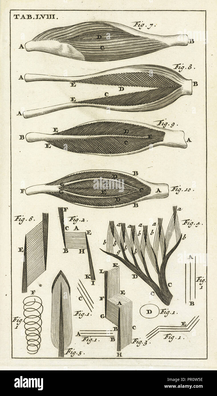 Registerkarte. LVIII, Steph. Blancardi Anatomia reformata, sive, Sp. corporis humani dissectio, ad mentem neotericorum adornata Stockfoto