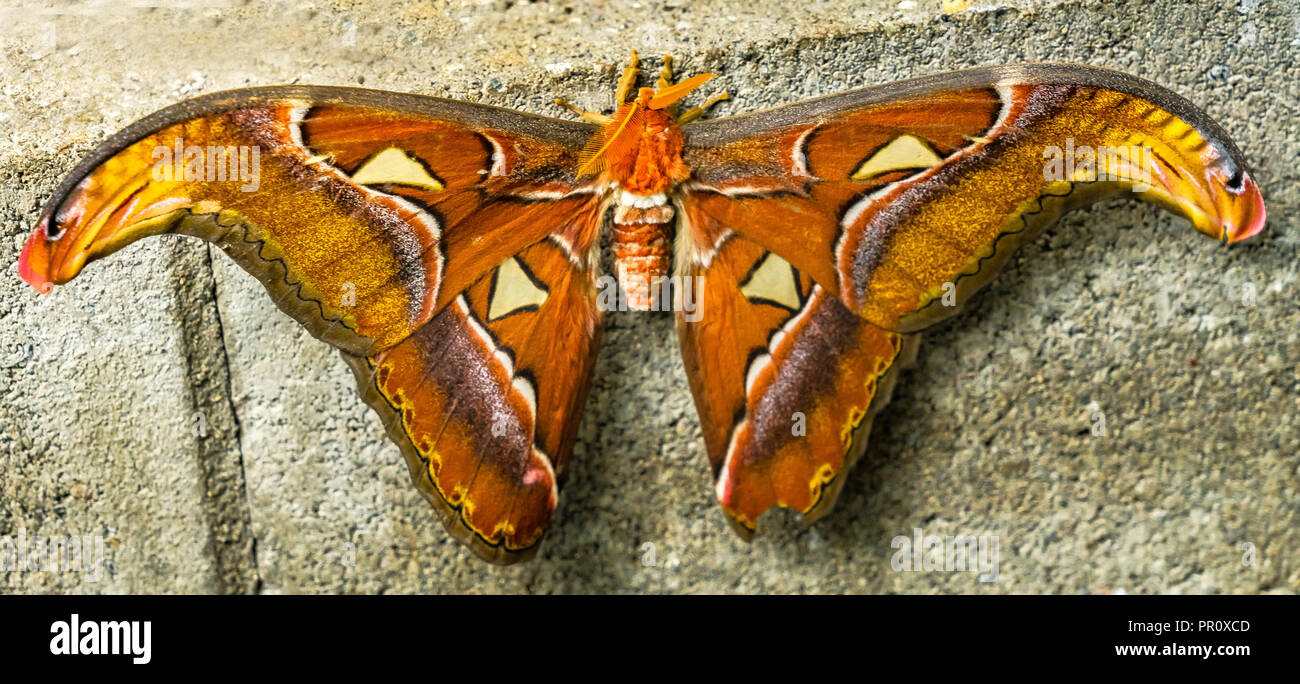 Atlas Moth Attacus Atlas Moth größte Saturnid Motte in der Welt Stockfoto