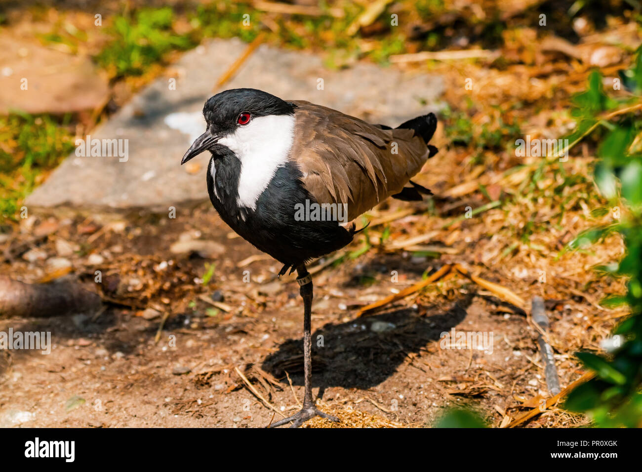 Sporn - winged Kiebitz Sporn - winged Plover Vanellus spinosus rote Augen Stockfoto