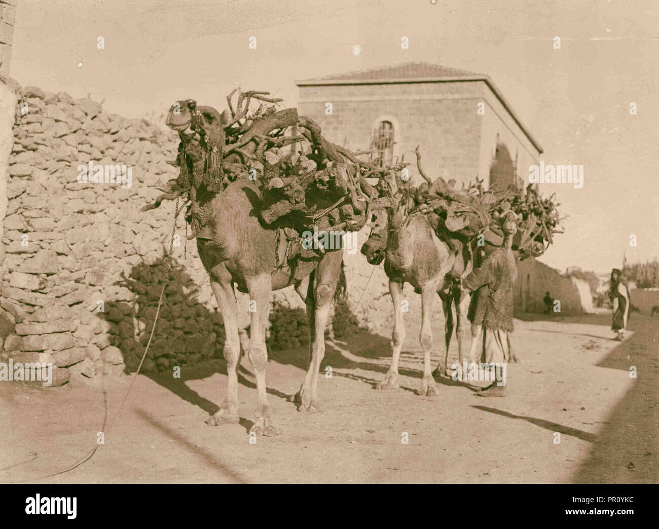 Kamele beladen mit Olivenholz. 1900 Naher Osten Stockfoto