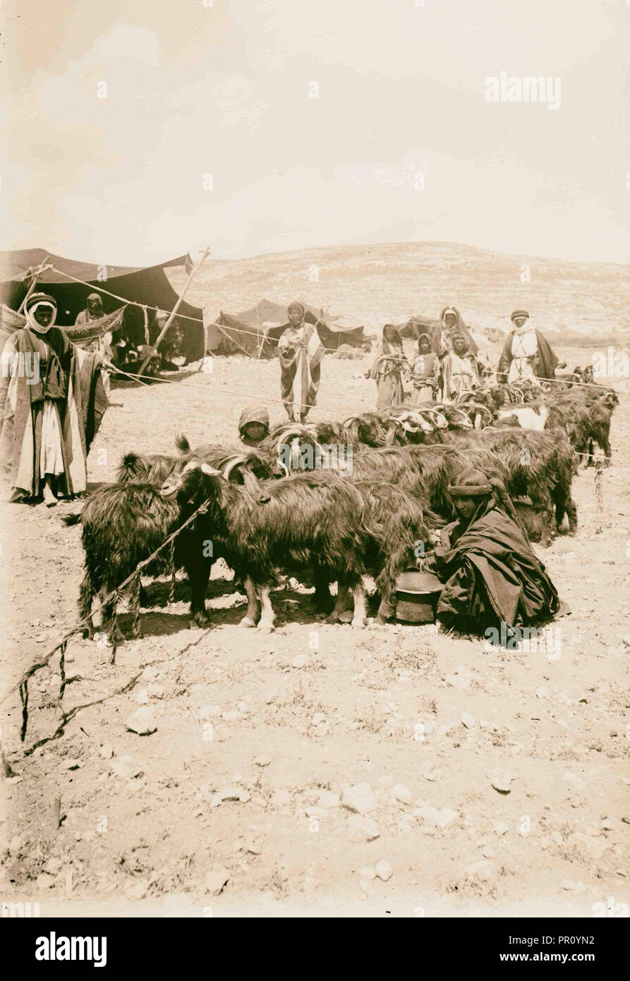 Kostüme, Charaktere, etc. die Beduinen Frau Ziegen melken. 1900 Stockfoto