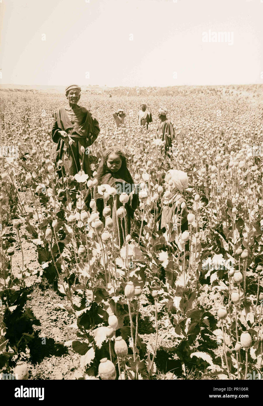 Ägyptische Figuren, etc. Sammeln von Opium aus Samenkapseln der Poppy. 1900, Ägypten Stockfoto