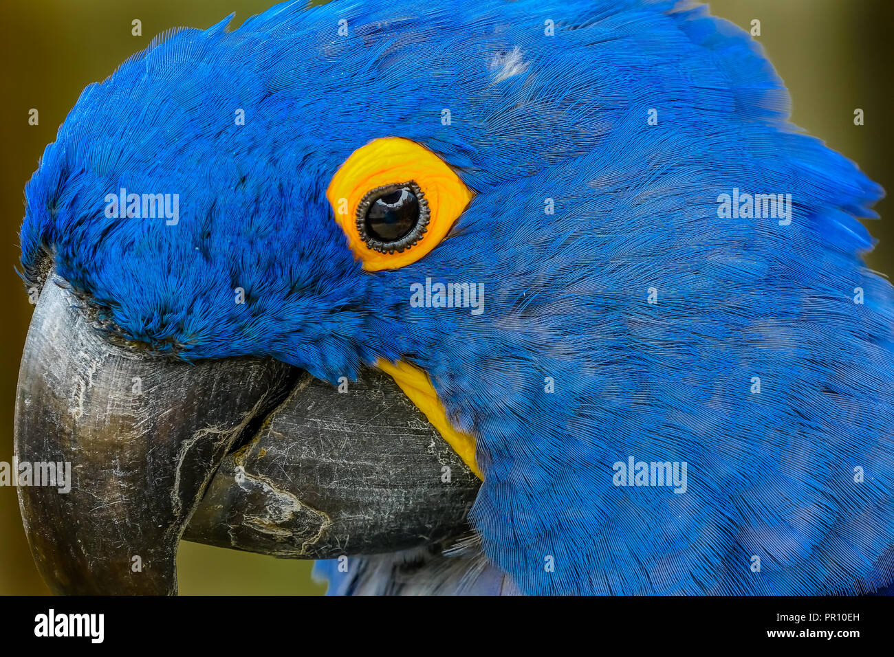 Blau Gelb Federn blauen Hyazinthara Papageien Anodorhynchus hyacinthinus Gattung Spezies Stockfoto