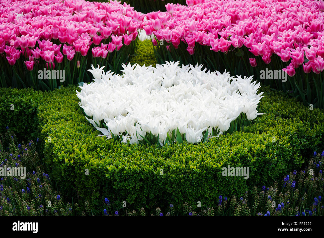 Rosa und weißen Tulpen in einem öffentlichen Park Stockfoto