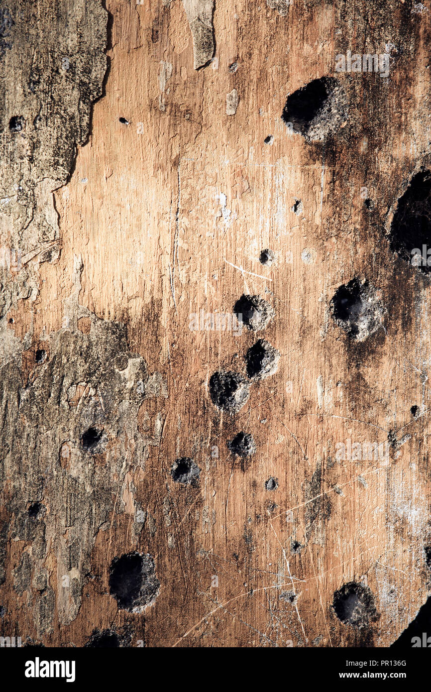 Alte Gebäude aus Beton, in Bohrungen von Maschinengewehrfeuer aus Bürgerkrieg in Sri Lanka in Jaffna, Sri Lanka Stockfoto