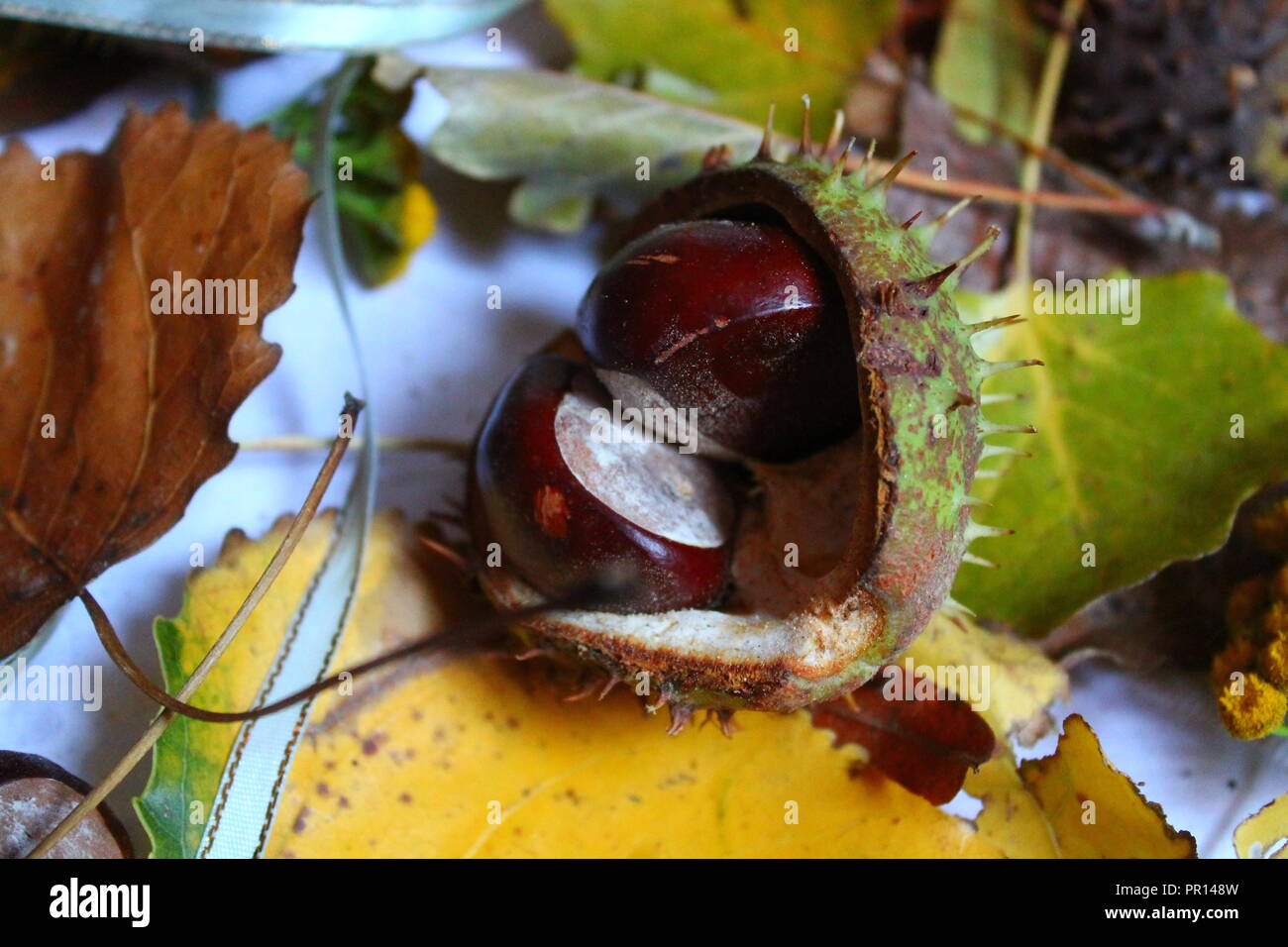 Helle Farben im Herbst Laub mit Blumen und Kastanien, berry Eicheln für die Dekoration im Urlaub Stockfoto